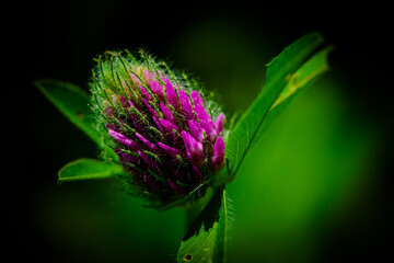 Bright clover flower, close-up. Wild flowers of the fields. Bud of a wild flower.