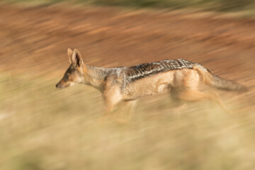 A black backed Jackal running in the grassland of Masai Mara. A motion blur and panning effect image.