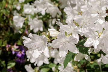 Kirishima Azalea (Rhododendron obtusum) in park
