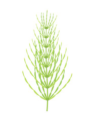 horsetail plant isolated on white, vector illustration - obrazy, fototapety, plakaty