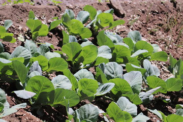 Rows of young Cabbage or Headed cabbage leafy green annual vegetable crop planted in local urban garden surrounded with wet soil and other plants on warm sunny.
