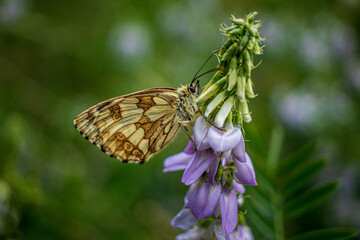 Marbled White Butterfly