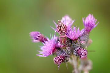 Beerenwanze auf Acker-Kratzdistel