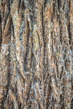 Bark of Tembusu, Tembusu-padang (Cyrtophyllum fragrans)
