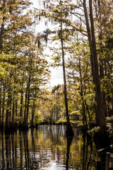Fototapeta na wymiar Florida swamp