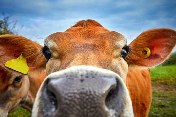 Fotobehang Close up image of Jersey cow head with shallow depth of field view. Selective focus © Gary P le Feuvre