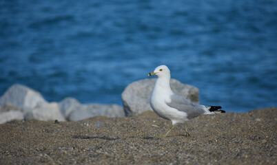Fototapeta premium Pigeon on sand at beach with waves on water and rocks along shoreline