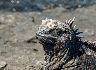 Closeup of marine iguana from the Galapagos islands