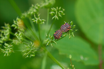 Streifenwanzen (Graphosoma italicum)