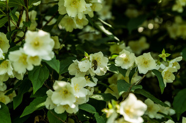 Bee in a jasmine flower