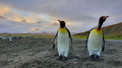 Two adult king penguins standing on grey sand beach with hills and mountains in the background peaking through clouds