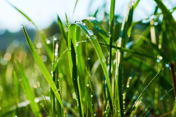 Wet green grass after the rain highlighted by the sunlight of the sunset. Wild nature backgrounds and postcard