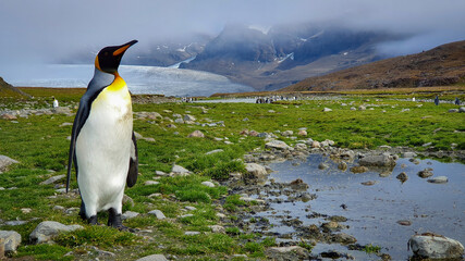 A king penguin stood on rocky grass next to a puddle with mountains and a glacier in the background shrouded in cloud