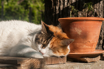 Cat sleeping outdoor on wooden rural porch