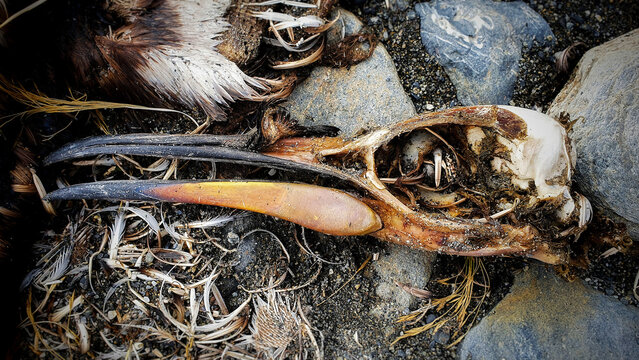 Close up of king penguin skull on rocks with old feathers around it