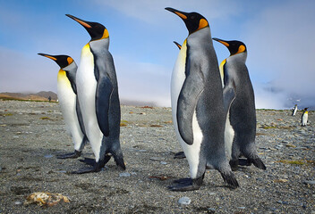 Fototapeta premium Five king penguins stood upright on grey sand with clouds and hills in the background in South Georgia