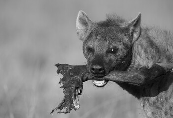 Hyena carrying a wildebeest leg, Masai Mara