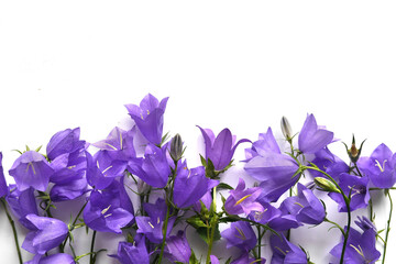 Bouquet of bluebells with place for text. Bluebells isolated on a white background, top view.
