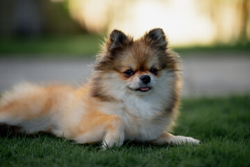 small cute purebred  dog 