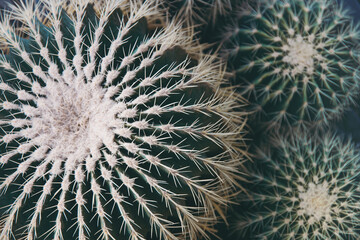 Cactus needles and thorns in selective focus. Space for text. Cactus background.