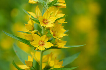 Punktierter Gilbweiderich (Lysimachia punctata)