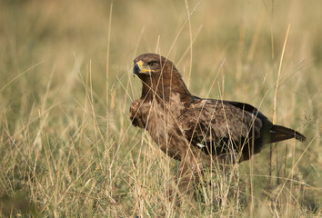 A portrait of a tawny eagle, Masai Mara, Kenya