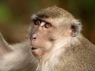 Fototapeta premium Close up of long tailed macaques face whilst it chews