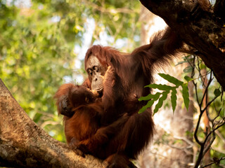 Female Bornean orangutan and her juvinile