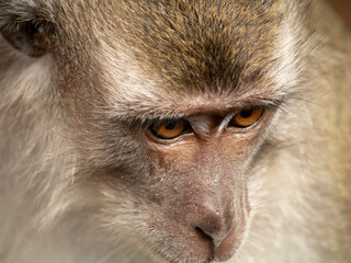 close up of long tailed macaques eyes