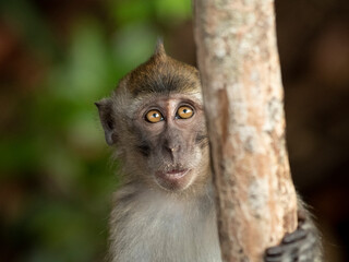 Young long tailed macaque peering around a smal tree trunk