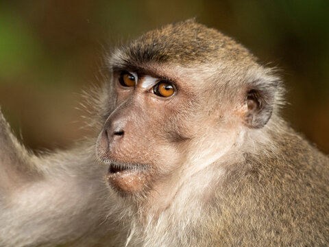 Close up of long tailed macaques face whilst it chews