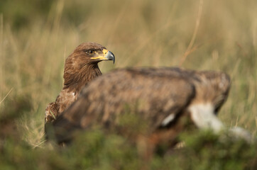 Tawny eagle waiting for the vulture to move from the carcass, Masai Mara, Kenya