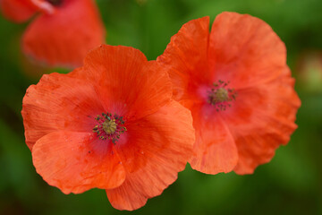 Fototapeta premium Klatschmohn (Papaver rhoeas)