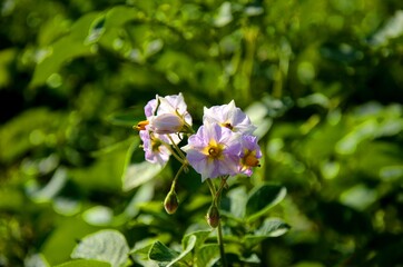 potato bloom on green blurred background. potato  plant growing on kitchen garden . violet wild flowers