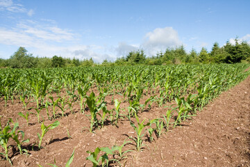 Fototapeta na wymiar Mais und Dürre