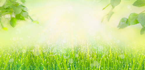 Fototapeta na wymiar Banner frame of fresh lush green grass with dew drops of water and tree leaves on summer morning in light outdoors sun with natural blurry background. Close-up, wide format, copy space