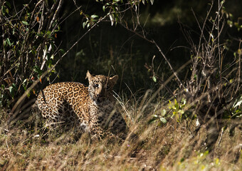Leopard in the bush at Masai Mara, Kenya