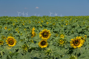 view to sunflower field and wind turbines on background in summer day