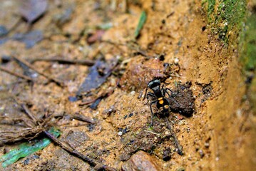 black ant
