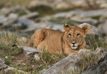 Lion cub sitting in the mid of rocks, Masai Mara