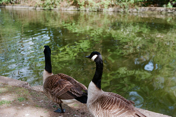 The Park on a Sunny day in the summer
