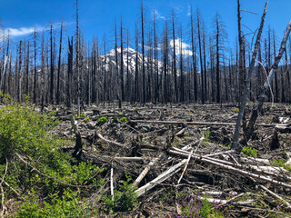 A jumble of downed trees lies in the foreground under a crisp blue sky with a forest of dead trees and a snow covered mountain peak behind it.