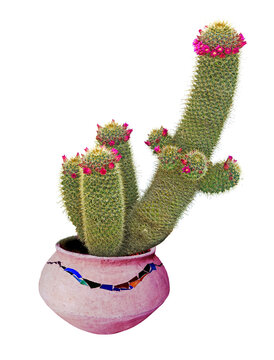 Cactus With Red Flowers In Pot