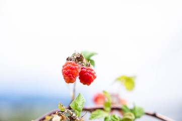 Raspberry