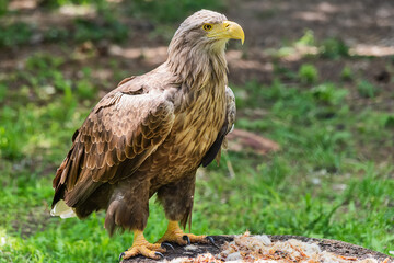 Detailed view of a white tailed eagle head, a typical Eurasian eagle