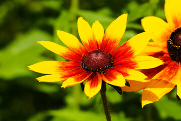 a large yellow and red Rudbeckia Bud on a green background is close . bright colors
