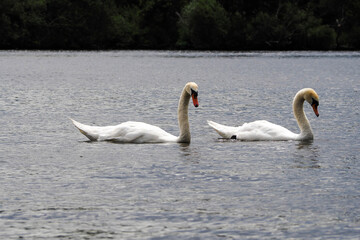 two white wild swans swim in the river on a cloudy day
