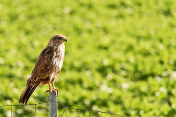 The common buzzard (Buteo buteo) is a medium-to-large bird of prey which has a large range