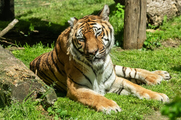 A tiger in a cage and sleeping in a zoo.