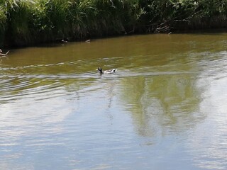 ducks on the river